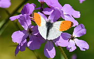 Orange tip (male, Anthocharis cardamines)